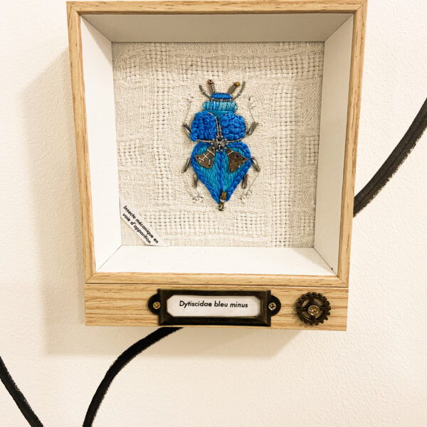Dytiscidae bleu minus