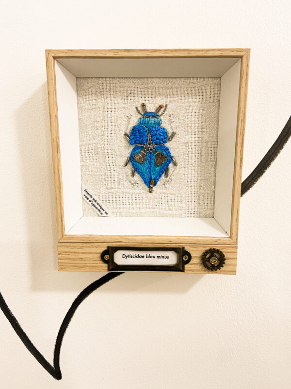 Dytiscidae bleu minus
