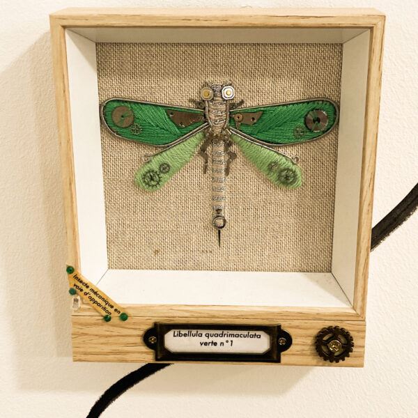 Libellula quadrimaculata verte n°1