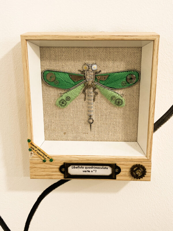 Libellula quadrimaculata verte n°1