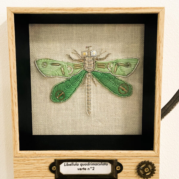 Libellila quadrimaculata verte n°2