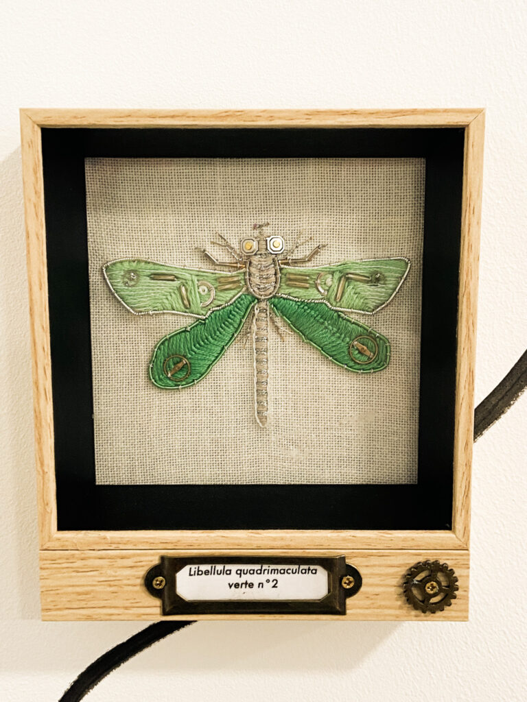 Libellila quadrimaculata verte n°2