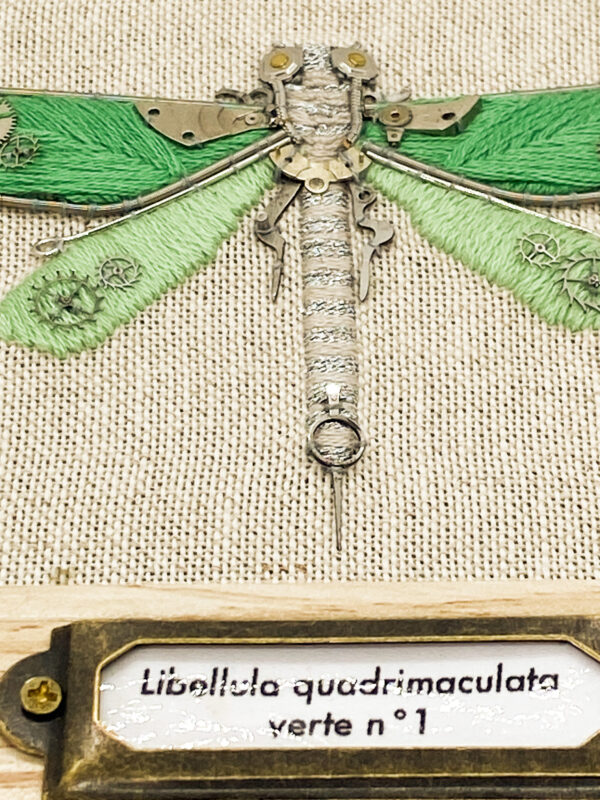 Libellula quadrimaculata verte n°1 gros plan
